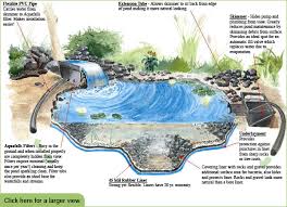 Pond Cross Section Ponds Backyard Fish Ponds Backyard Natural Swimming Ponds