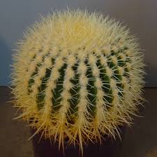 It should bounce back to healthy leaves and stems. Discover The Pleasure Of House Plants National Garden Scheme