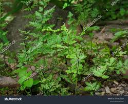 Image result for Cheilanthes perlanata