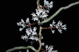 Image result for Solenangis