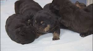 2 hr from falls church va great familly dogs. Richmond Firefighters Rescue Litter Of Puppies