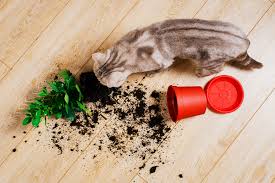 Cat vomiting is a common problem among cat parents and not always a cause for concern. Top Cat Poisons Plants Medications Insecticides And More
