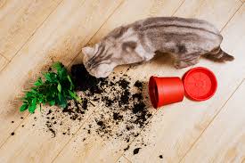 Many cats with ibd never vomiting is worse during hairball season, mostly spring (shed winter coat) with i expect that since you have been to the vet a few times over the years they would have noticed if her teeth were. Top Cat Poisons Plants Medications Insecticides And More