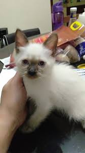They will follow their companions around and strike up a conversation about everything and anything. Himalayan Siamese Kittens For Sale Philippines Find New And Used Himalayan Siamese Kittens For Sale On Buyandsellph