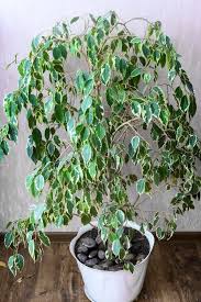 Image result for ficus benjamina en casa