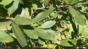 Image result for Apodytes dimidiata