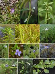 Image result for Bacopa hamiltoniana