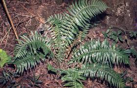 Image result for Blechnum punctulatum
