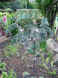 Kalanchoe beharensis is native to madagascar. Plantfiles Pictures Kalanchoe Species Elephant Ear Kalanchoe Felt Plant Velvet Leaf Kalanchoe Kalanchoe Beharensis By Htop