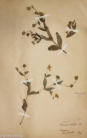 Image result for Silene abyssinica