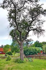 Bullerbu Haus Gemutlicher Kleiner Sitzplatz Unter Dem Uralten Baum Im Garten Des Bullerbu Hauses Garten Pflanzen Schone Inseln