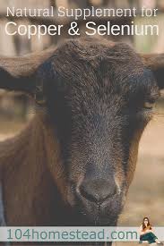 Mineral Mojo A Selenium Supplement For Goats Goats Dairy Goats Dwarf Goats