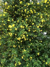 Bushes with small yellow flowers and green leaves flutter in light spring wind on a clear sunny day. Jasminum Humile Sunshine Xera Plants Plants Types Of Plants Hedges