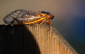 But, troyano adds, cicadas are little threat to more mature trees. Will Cicadas Survive Threats From Climate Change And Deforestation