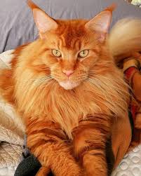 These cats were held in high regard by the locals for their mousing talents and special competitions were even held to reward the best coon. Pin On Maine Coon Cat