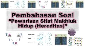 8.) jika sebuah dadu dan sekeping mata uang dilempar undi satu kali bersama, maka peluang untuk memperoleh gambar pada mata uang dan bilangan ganjil pada dadu. Pembahasan Soal Hereditas Pewarisan Sifat Makhluk Hidup Ph3 Youtube