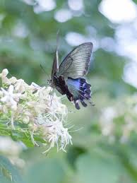 Maybe you would like to learn more about one of these? Chinese Peacock Beautiful Butterflies Butterfly Caterpillar Float Like A Butterfly
