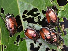 Japanese beetle traps typically consist of yellow vanes in a crisscross shape with the lure fixed in the middle. Don T Fall Into The Japanese Beetle Trapping Trap Umn Extension