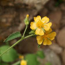 Image result for Sida ovata