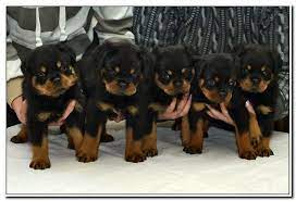 This playful pup is vet checked and up to date on shots and wormer. 60 Rottweiler Pups Ideas Rottweiler Dogs Rottweiler Love