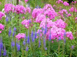 Typisch für den berlingarten im hochsommer: Phlox Gestaltungsideen Furs Beet Mein Schoner Garten