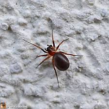 Une Petite Araignee Mangeuse De Fourmis Le Jardinoscope Toute La Vie Animale De Nos Parcs Et Jardins Petite Araignee Vie Animale Parc Et Jardin