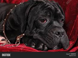 Read more about this loving breed. Black Cane Corso Puppy Image Photo Free Trial Bigstock