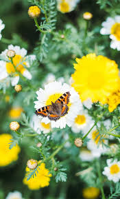 Check spelling or type a new query. Spring Aesthetic Wallpaper Cute Spring Background For Phone