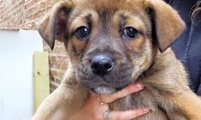 Maybe you would like to learn more about one of these? These Chicago Based Puppies Are Up For Adoption And In Need Of A Good