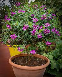 Image result for Polygala myrtifolia