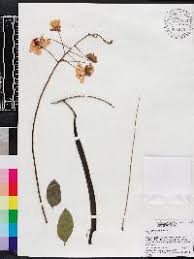Image result for Cassia burttii