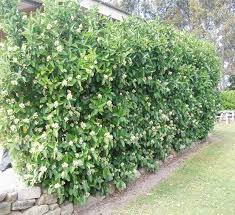 Do not sell my personal information. Viburnum Odoratissimum 8amnoi Fyta Fytwria Antemisarh Privacy Fence Landscaping Natural Fence Fence Landscaping