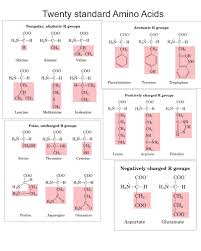 How To Memorize All 20 Amino Acid R Groups In My Brain