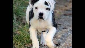 Try the craigslist app » android ios. Pitbull Puppies For Sale In Michigan Craigslist 07 2021
