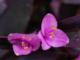 Image result for Commelina purpurea