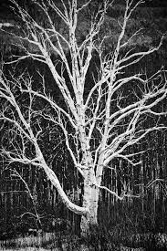 Buy top selling products like abstract gold tree landscape canvas wall art and abstract gold tree landscape wall art collection. White Birch Tree In Winter Photograph White Birch Tree In Winter Fine Art Print Birch Tree Art Tree Art Winter Trees