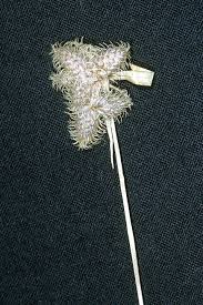 Image result for Fuirena pachyrrhiza