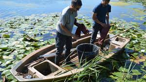 Originaire du bassin méditerranéen, se réfère à la ville de ravenna en italie pour son nom. Clairmarais La Jussie Plante Invasive Dans Le Marais De Mieux En Mieux Maitrisee