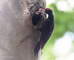 3 stars hotel picchio nero is located at via mulino 22 in terranova di pollino in 385 m from the services and infrastructure description of hotel picchio nero. Picchio Nero Paolo Lapponi Fotografia