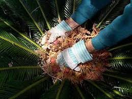Stylish, modern & unique plants designed to impress. Cycad Revoluta Sago Palm Seed Germinarion And Propagating Pups Sago Palm Cycas Revoluta Sago Palm Tree