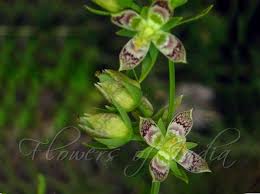 Image result for Swertia erosula