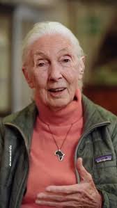 I think one of the best ways to honor people is to carry their work and  values forward into the future. As a child, Jane Goodall was the first  person I ever came across that talked about her love for ...