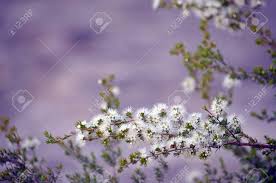 The flowers are the showy bracts that appear throughout summer after the small white flowers in spring. White Honey Scented Flowers Of The Australian Native Kunzea Ambigua Tick Bush Growing On Little Marley