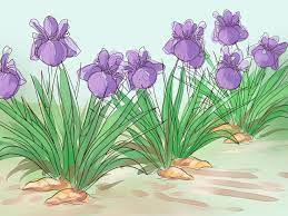 Planting and dividing most iris clumps become crowded and should be divided every three to four years. How To Grow Iris 15 Steps With Pictures Wikihow