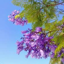 Image result for Jacaranda mimosifolia