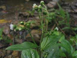 Image result for Adenostemma mauritianum