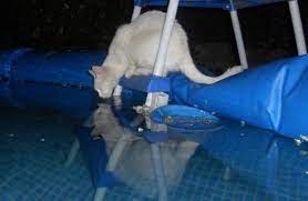 Reparer Les Fuites D Une Piscine Gonflable Information Piscine