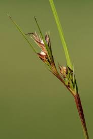 Image result for Scleria