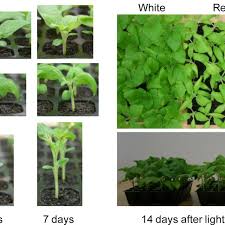 Full sunlight is best for growing benne seeds. Differences In The Growth Of Sesame Seedlings Exposed To Continuous Download Scientific Diagram