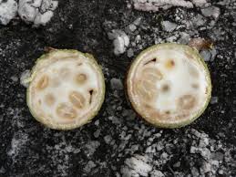 Image result for Landolphia rufescens